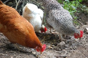 garden and wet junior (27)