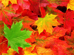 Autumn leaves