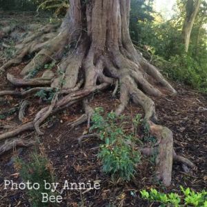 Old Tree roots at Swiss Garden