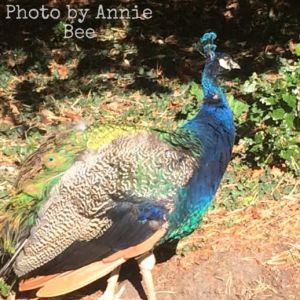 Swiss Garden Shuttleworth Bedfordshire