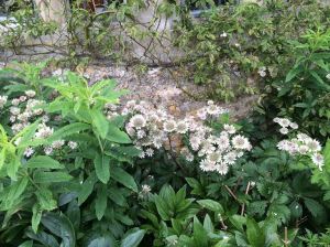 Astrantia Asthall Manor
