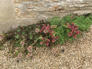 sempervivum at Asthall 