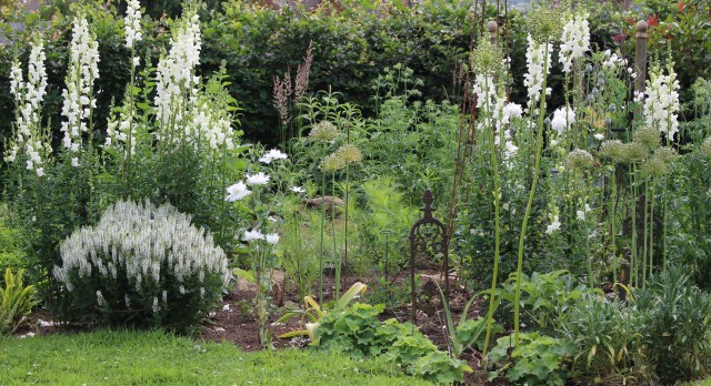 Annie Bee\s white garden south border