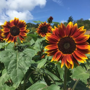 Knightshayes sunflowers